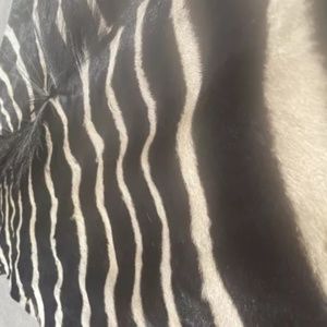 Fur ,Zebra skin